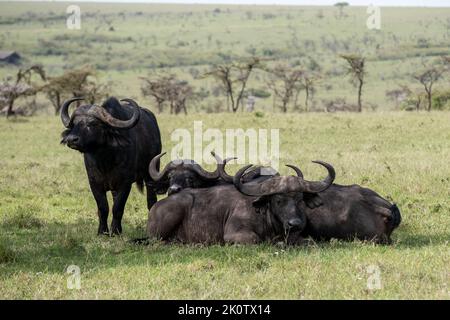 Kenia, Naibosho, 2022-02-15. Büffel grasen auf einer Ebene. Foto von Alexander BEE / Hans Lucas. Stockfoto