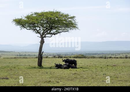 Kenia, Naibosho, 2022-02-15. Büffel grasen auf einer Ebene. Foto von Alexander BEE / Hans Lucas. Stockfoto