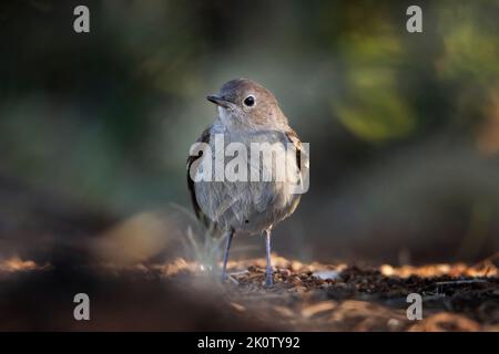 Junges Exemplar eines Schwarzrotstarts (Phoenicurus ochruros). Stockfoto