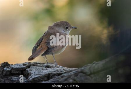 Junges Exemplar eines Schwarzrotstarts (Phoenicurus ochruros). Stockfoto