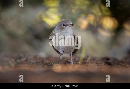 Junges Exemplar eines Schwarzrotstarts (Phoenicurus ochruros). Stockfoto