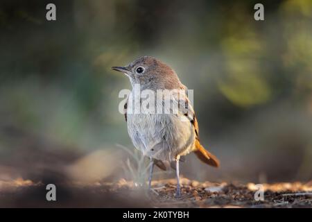 Junges Exemplar eines Schwarzrotstarts (Phoenicurus ochruros). Stockfoto