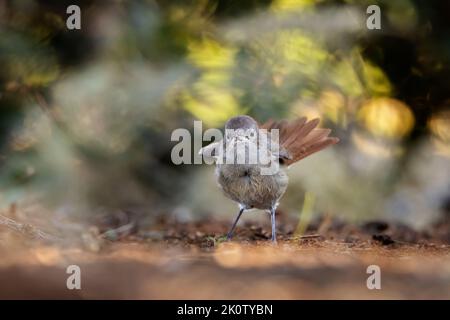 Junges Exemplar eines Schwarzrotstarts (Phoenicurus ochruros). Stockfoto