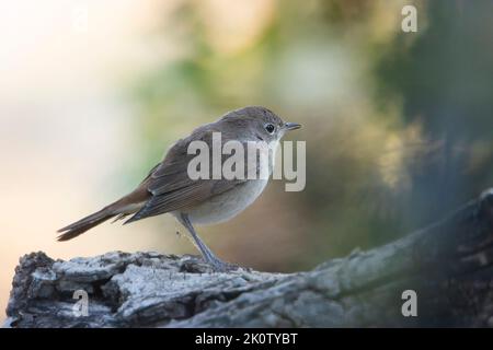 Junges Exemplar eines Schwarzrotstarts (Phoenicurus ochruros). Stockfoto