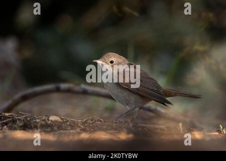 Junges Exemplar eines Schwarzrotstarts (Phoenicurus ochruros). Stockfoto