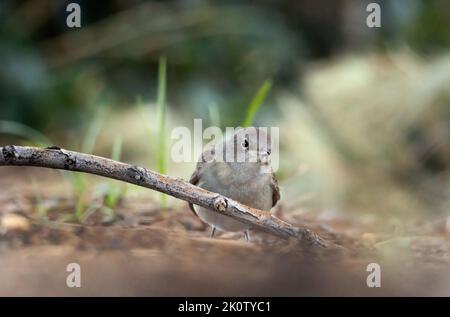 Junges Exemplar eines Schwarzrotstarts (Phoenicurus ochruros). Stockfoto