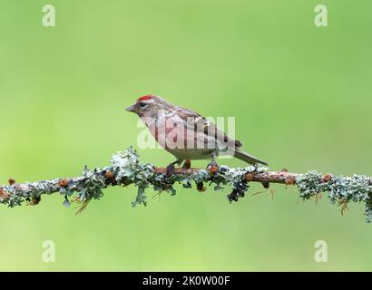 Gemeiner Redpoll, Männlich, Acanthis Flammea, hoch oben auf einem mit Flechten bedeckten Ast Stockfoto