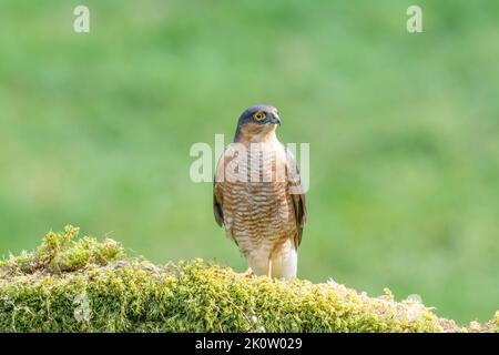 Sparrowhawk, Accipiter Nisus, auf einem moosbedeckten Baumzweig in einem Waldgebiet Stockfoto