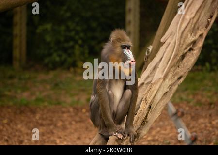 Mandrill im Zoo von Colchester Stockfoto