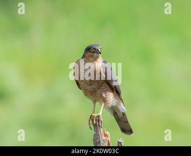 Sparrowhawk, Accipiter Nisus, auf einem gebrochenen Zaunpfosten, in einem Waldgebiet Stockfoto