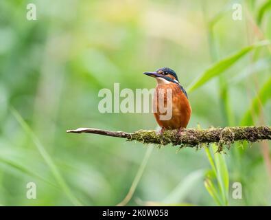 Der eurasische Eisfischer, Alcedo Atthis, thronte auf einem mit Flechten bedeckten Ast Stockfoto