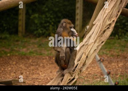 Mandrill im Zoo von Colchester Stockfoto