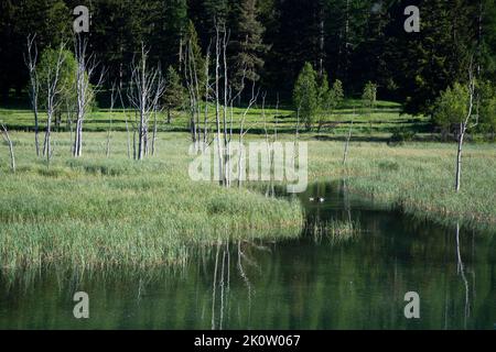 Die renaturierte Auenlandschaft des Inn bei Samedan und Bever im Engadin, Schweiz Stockfoto