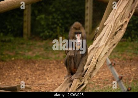 Mandrill im Zoo von Colchester Stockfoto