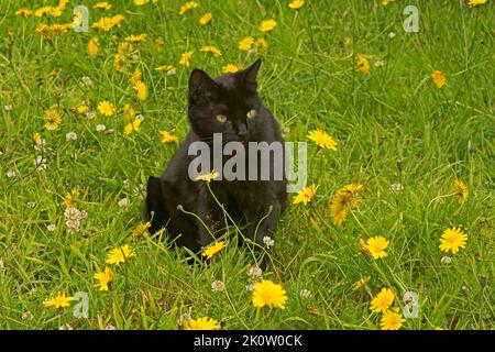 Eine schlichte schwarze Katze, die auf Gras in einem Garten mit Dandelionen sitzt Stockfoto