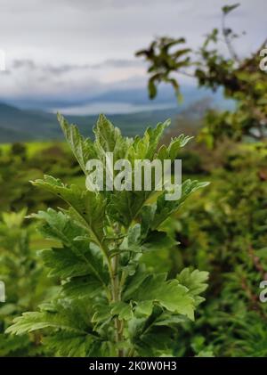 Eine vertikale Aufnahme von Beifuß (Artemisia vulgaris) Stockfoto