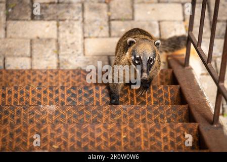 Rring-tailed coati klettern verrostete Metalltreppen in Belo Horizonte, Minas Gerais, Brasilien. Stockfoto
