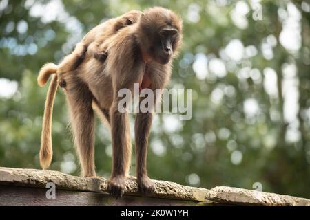 Gelada Baboon Monkey Mutter und Vater mit zwei kleinen Gelada Baboons Stockfoto