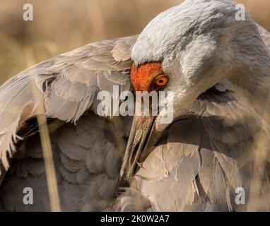 Nahaufnahme eines Sandhügelkrans Stockfoto