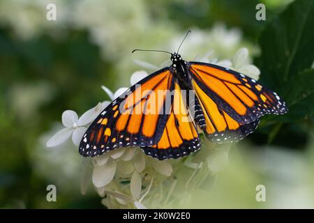 Schöner Monarchschmetterling auf einem blühenden Strauch Stockfoto