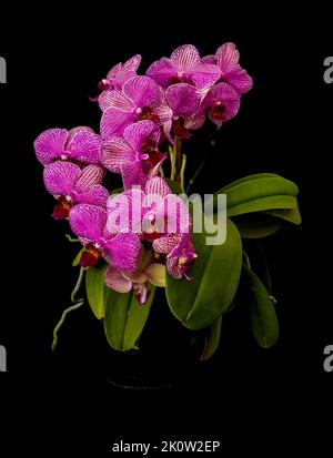 Rosa Orchideenblüten isoliert auf schwarz. Stockfoto