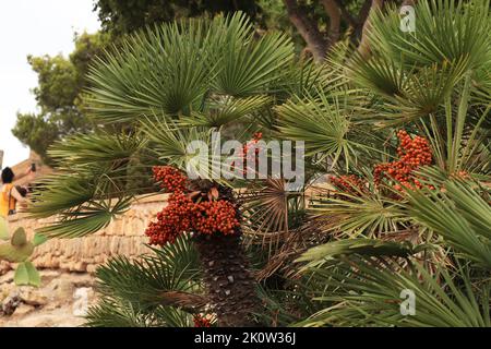 Mediterrane Fächerpalme. Blätter und Früchte der Chamaerops humilis Palmen. Stockfoto