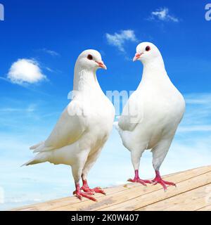 Zwei weiße Tauben auf Barsch mit schönem Himmel, Kaisertaube, Ducula Stockfoto