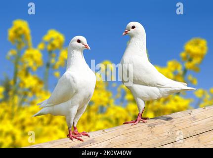 Schöne Ansicht von zwei weißen Tauben auf Barsch mit gelb blühenden Rapshintergrund und blauem Himmel, Kaisertaube, Ducula Stockfoto