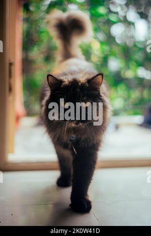 Eine vertikale Aufnahme der sibirischen Katze Stockfoto