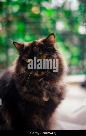 Eine vertikale Aufnahme der sibirischen Katze Stockfoto