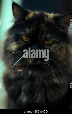 Eine vertikale Aufnahme der sibirischen Katze Stockfoto