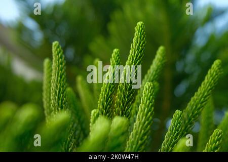 Nahaufnahme der Norfolk-Inselkiefer (Araucaria heterophylla) Stockfoto