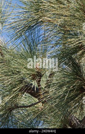 Grau-grüne Trifasciculate subulieren distal verdrehte Nadelvliesblätter von Pinus Coulteri, Pinaceae, einheimischer Baum in den San Rafael Bergen, Spring. Stockfoto