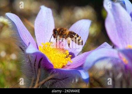 Fliegende Biene oder Honigbiene in latein APIs Mellifera europäische oder westliche Honigbiene bestäubte blaue oder violett blühende Blume von Paspelblüten Stockfoto