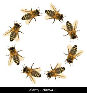 Bienengruppe oder Honigbiene im Kreis in Latein APIs Mellifera, europäische oder westliche Honigbiene isoliert auf dem weißen Hintergrund Stockfoto