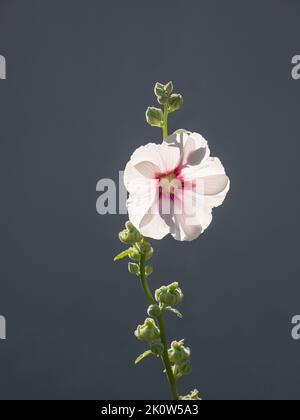 Weiße Malve (Malva) Blume auf Stiel mit einigen Knospen gegen die Sonne am Sommertag, grauer Hintergrund Stockfoto