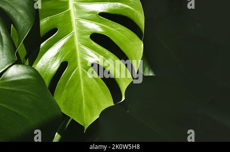 Schöne Blätter von Monstera deliciosa oder Schweizer Käsepflanze aus der Nähe auf dem dunklen Hintergrund, tropische Blätter Hintergrund Stockfoto