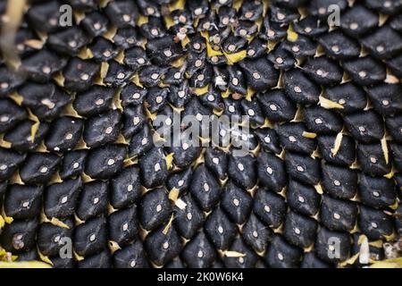 Hintergrund von Sonnenblumenkernen, fotografiert in Nahaufnahme Stockfoto