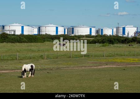 Pferd im Feld mit Öllagertanks im Hintergrund auf Canvey Island, Essex, Großbritannien, England. Stockfoto