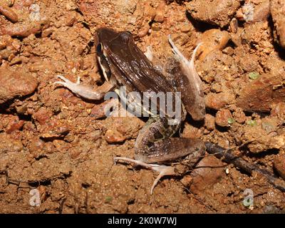 Karibischer Graben Frosch (Leptodactylus insularum) im Schmutz Stockfoto