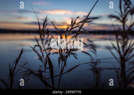 Eine Nahaufnahme von Pflanzen am See mit dem orangen Sonnenuntergang im Hintergrund Stockfoto