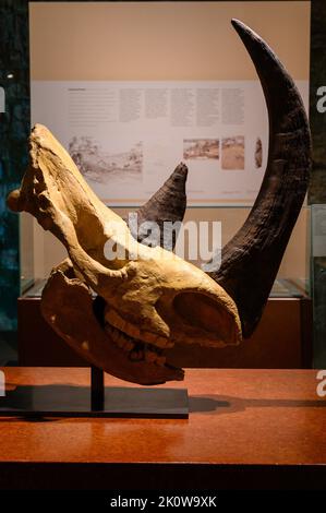 Schädel von Wollnashorn (Coelodonta antiquitatis/Rhinoceros tichorhinus). Formgebung. Nationalmuseum für Geschichte und Kunst in Luxemburg. Stockfoto