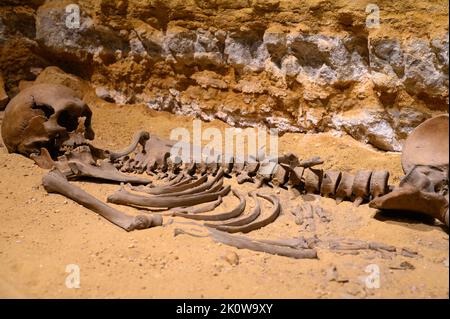 Der Loschbour-Mann (auch Loschbur-Mann) – ein Skelett des Homo sapiens aus dem europäischen Mesolithikum, das 1935 in Mullerthal, Luxemburg, entdeckt wurde. Stockfoto