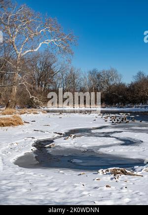 Gänse bevölkern den Rand des Wassers, wo das Ufereis auf das offene Wasser des DuPage River trifft, während ein großer Sycamore-Baum den Hammel Woods Forest Pres bewacht Stockfoto