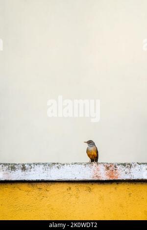 Rotbauchdrossel, Turdus rufidentris, an einer gelben Wand. Stockfoto