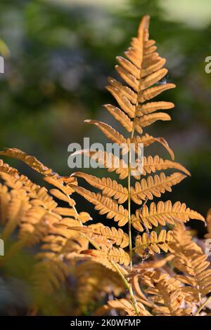 Ein Farn gehört zu einer Gruppe von Gefäßpflanzen (Pflanzen mit Xylem und Phloem), die sich über Sporen fortpflanzen und weder Samen noch Blüten haben. Stockfoto