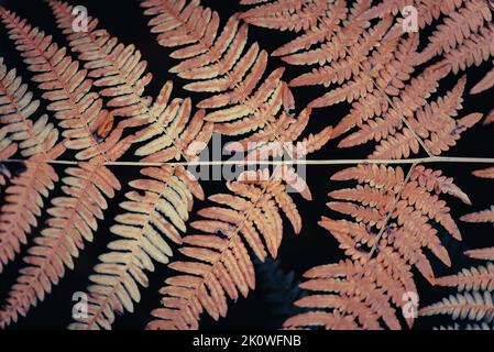 Ein Farn gehört zu einer Gruppe von Gefäßpflanzen (Pflanzen mit Xylem und Phloem), die sich über Sporen fortpflanzen und weder Samen noch Blüten haben. Stockfoto