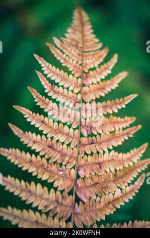 Ein Farn gehört zu einer Gruppe von Gefäßpflanzen (Pflanzen mit Xylem und Phloem), die sich über Sporen fortpflanzen und weder Samen noch Blüten haben. Stockfoto