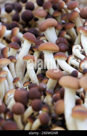 Pilze Kastanienpilz (Agrocybe aegerita) auf dem Markt verkauft - close up Stockfoto