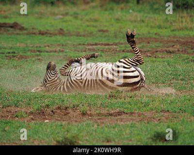 Zebra- oder Grants-Zebra (Equus quagga boehmi), die in einer sozialen Staubwanne im Ökosystem der Greater Mara - Kenia, Afrika - kräftig stauben Stockfoto